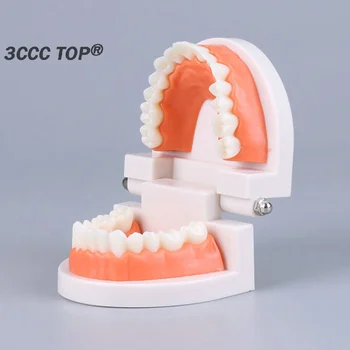 1PCS Standard fogak modell Felnőtt standard tipodont bemutató műfogsor modell hallgatói fogászati tanításhoz Tiszta kijelző
