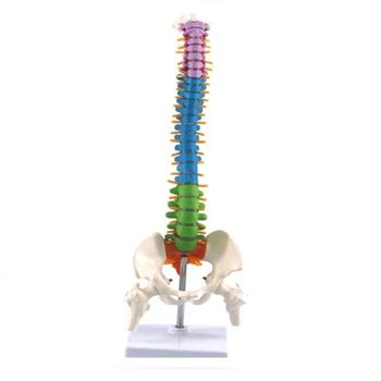 45 cm medencével Emberi anatómiai anatómiai gerinc gerincoszlop modell Oktatási források diákoknak